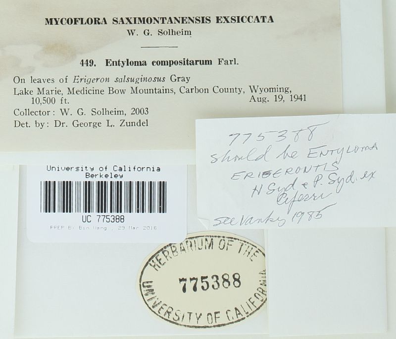 Entyloma erigerontis image