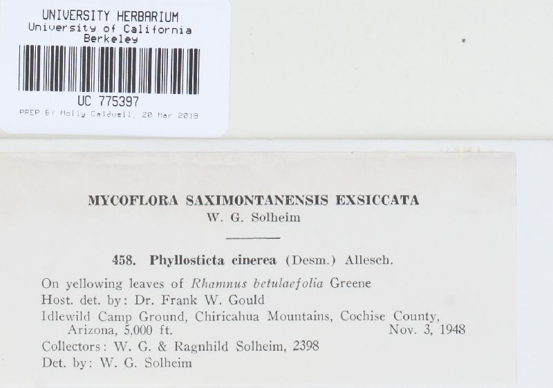 Phyllosticta cinerea image