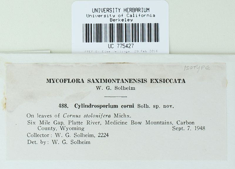 Cylindrosporium corni image