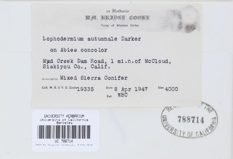 Lophomerum image
