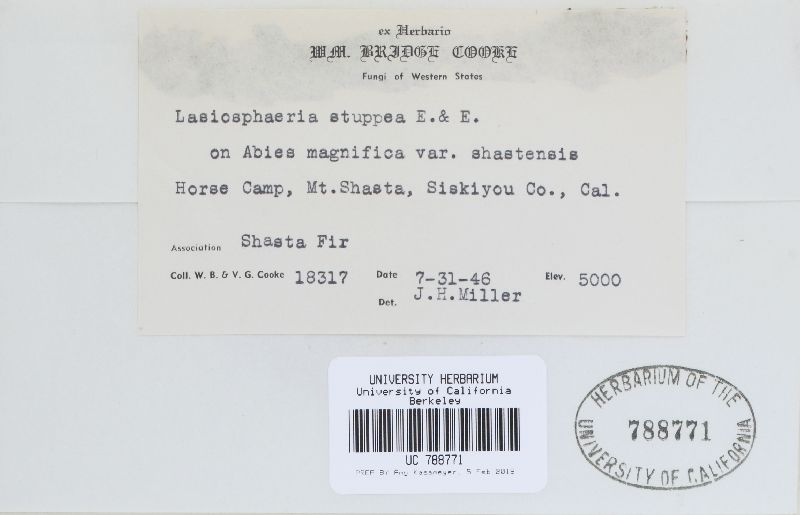 Lasiosphaeria stuppea image