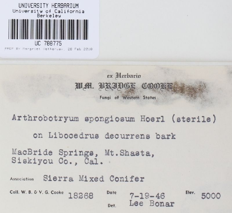 Capnocybe spongiosa image
