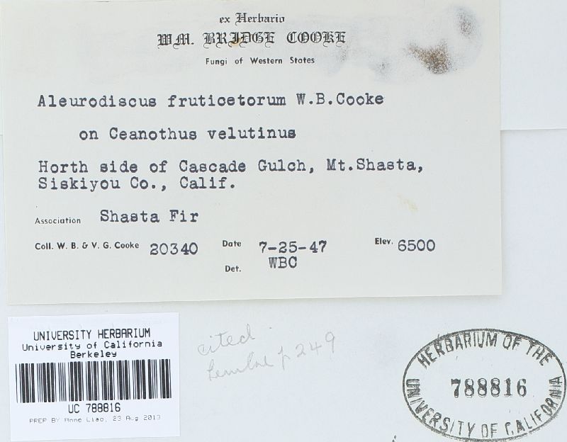 Aleurodiscus fruticetorum image