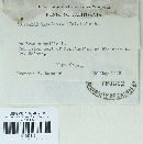 Ustilago bullata image