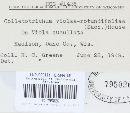 Colletotrichum violae-rotundifoliae image