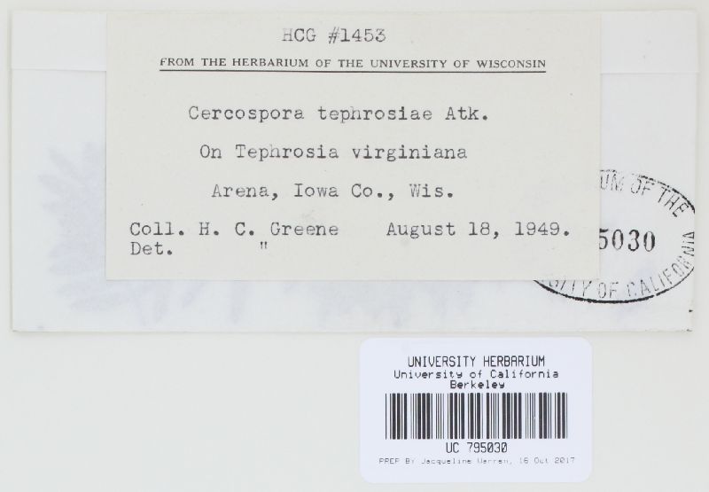 Cercospora tephrosiae image