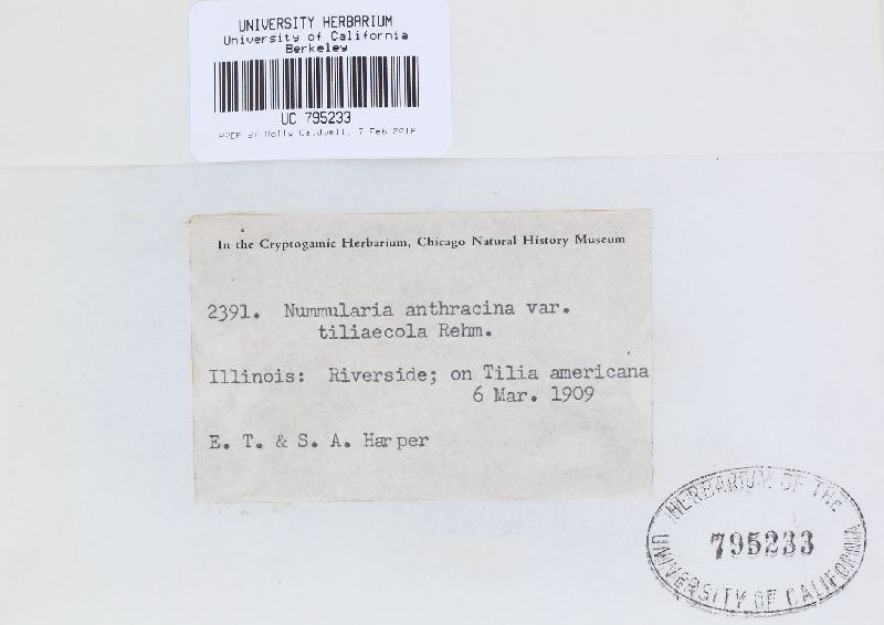 Biscogniauxia nummularia image