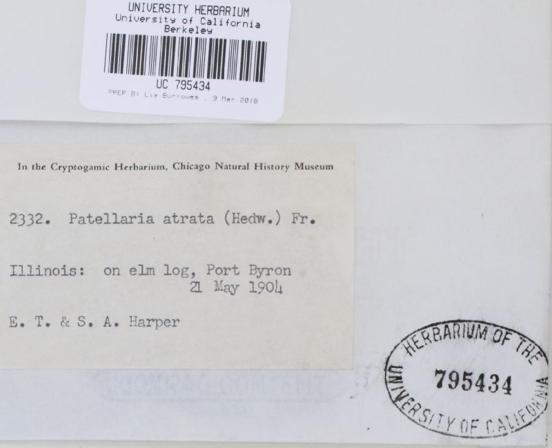 Patellaria atrata image