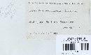 Trichaptum abietinum image