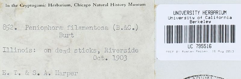 Rhizochaete filamentosa image
