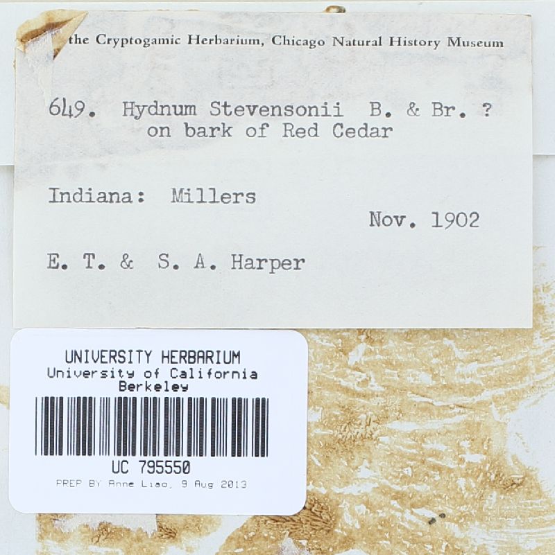 Trechispora stevensonii image