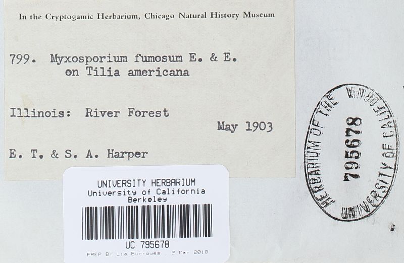 Myxosporium fumosum image