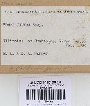 Phellinus pomaceus image