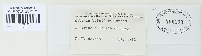 Cubonia bulbifera image