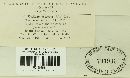 Ustilago serpens image