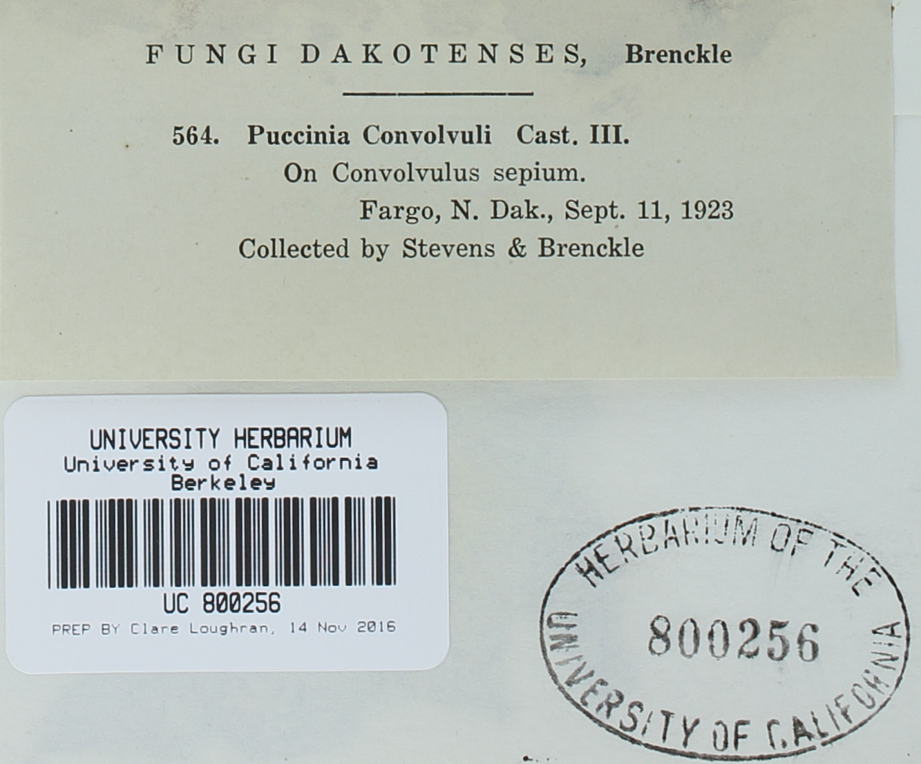 Puccinia convolvuli image