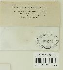 Puccinia kuhniae image