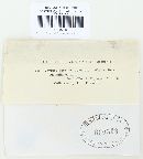 Cryptodiaporthe salicina image