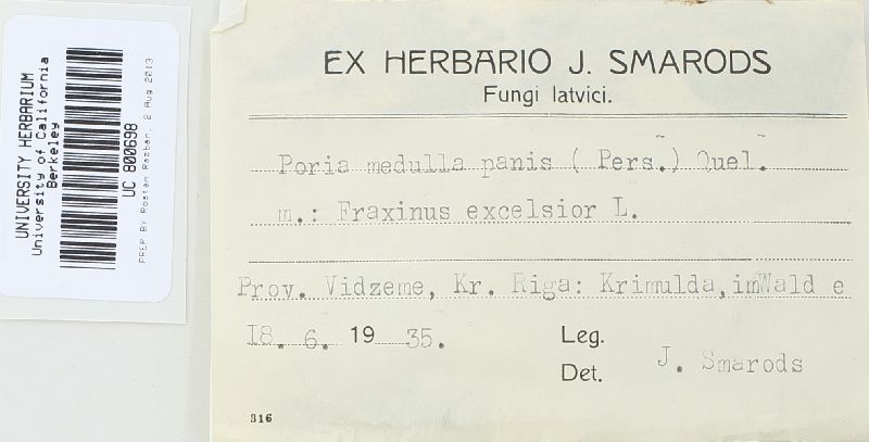 Perenniporia medulla-panis image