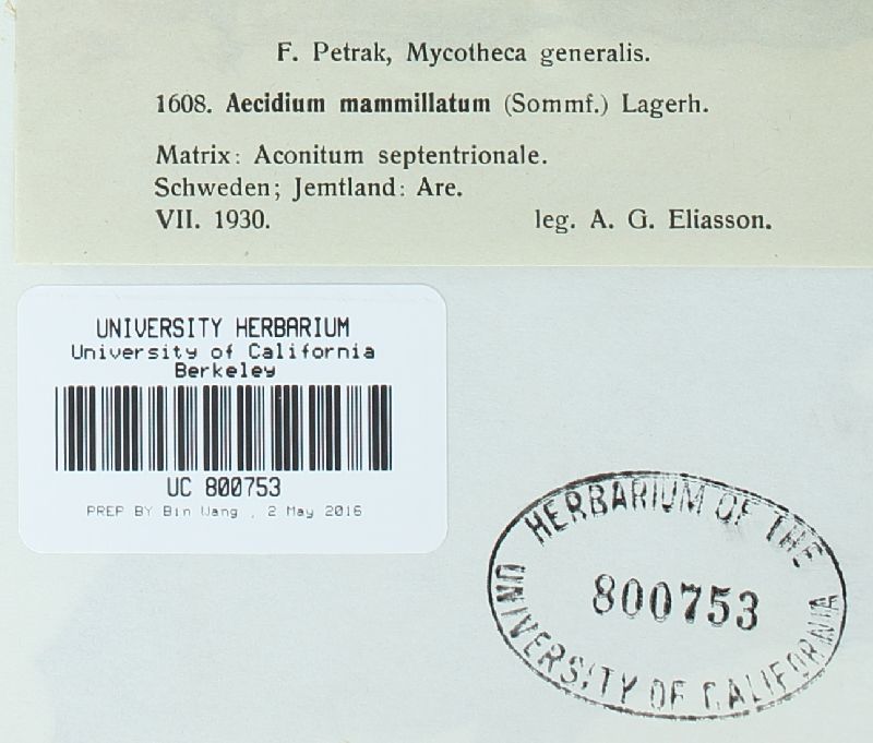 Aecidium mammillatum image