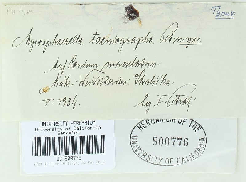Mycosphaerella taeniographa image