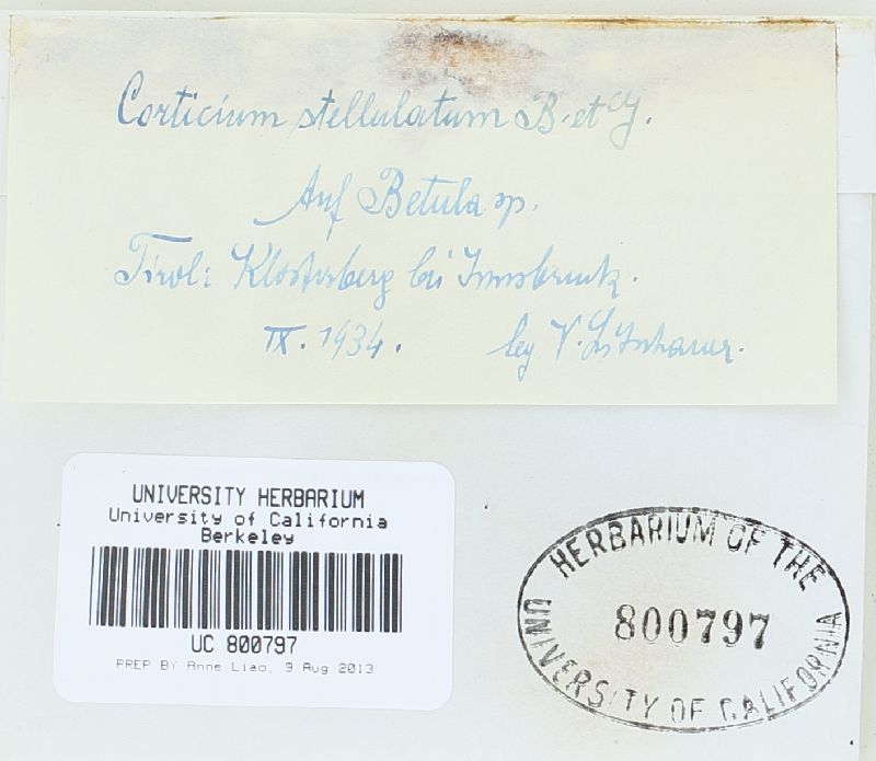 Trechispora stellulata image