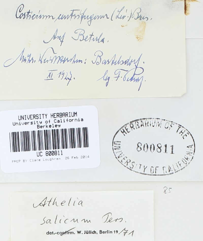 Athelia salicum image