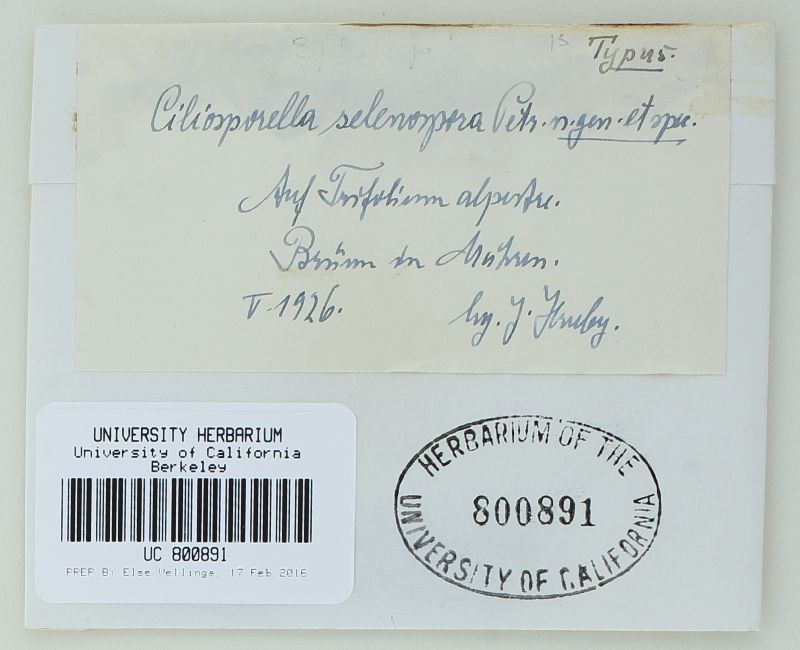 Ciliosporella selenospora image