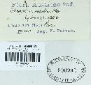 Coleosporium tussilaginis image