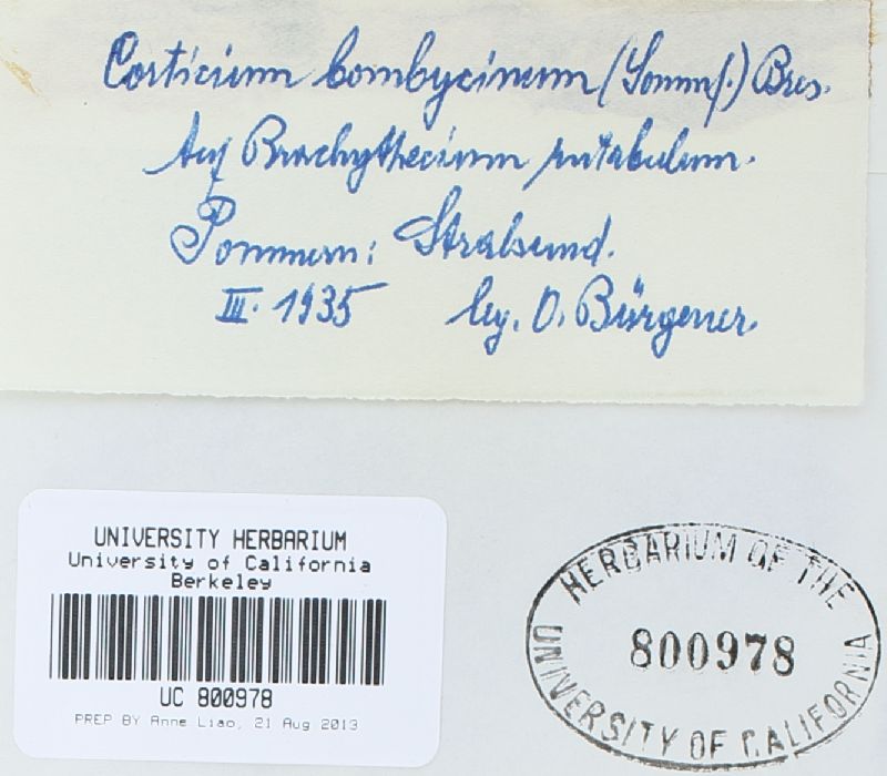 Hypochnicium bombycinum image