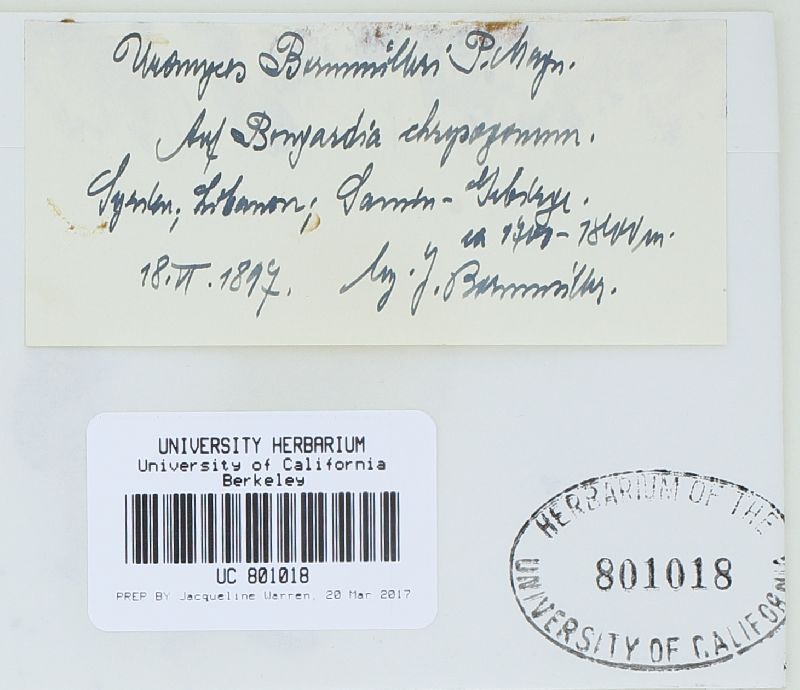 Uromyces bornmuelleri image