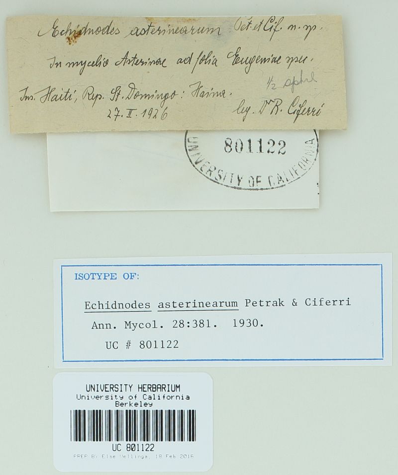 Echidnodes asterinearum image