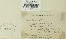 Puccinia grindeliae image