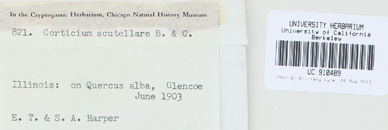 Athelia scutellaris image