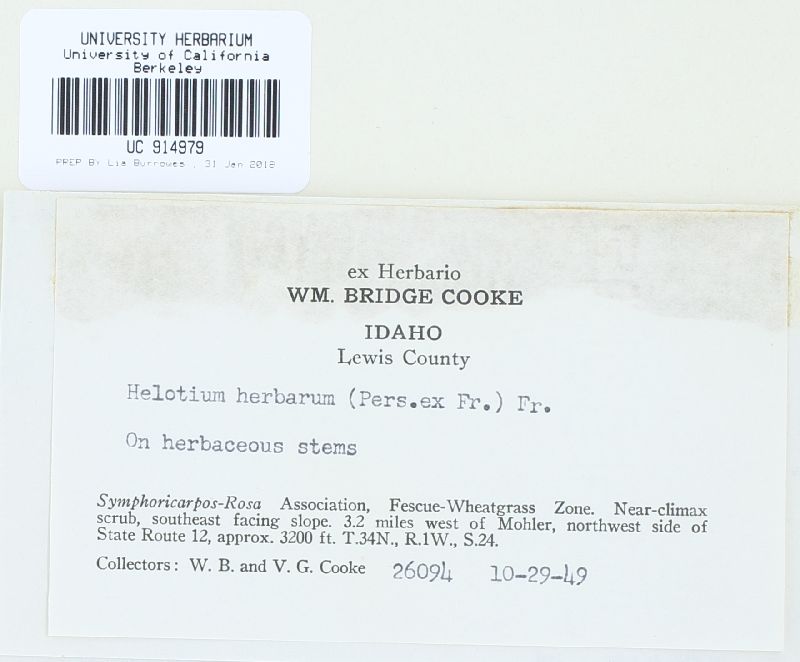 Hymenoscyphus herbarum image