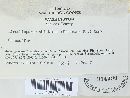 Trichaptum abietinum image