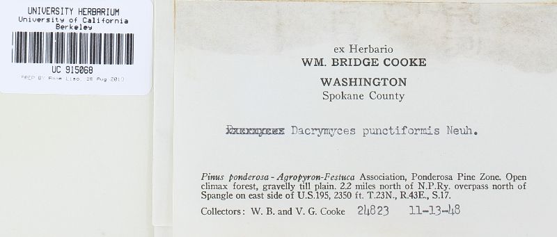 Dacrymyces punctiformis image