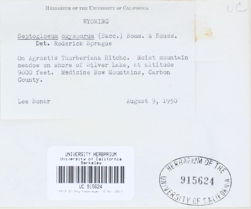Cheilaria agrostidis image