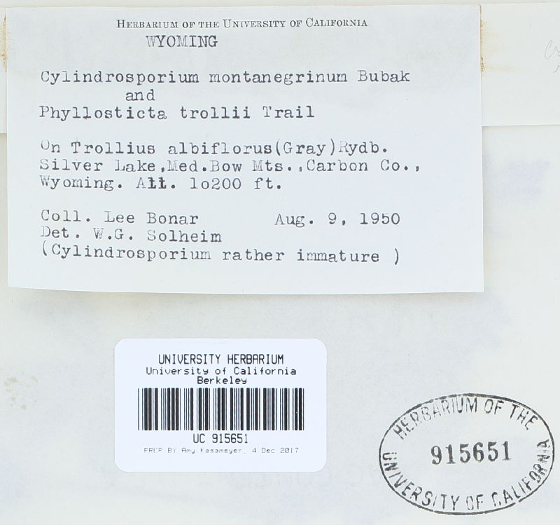Cylindrosporium montenegrinum image
