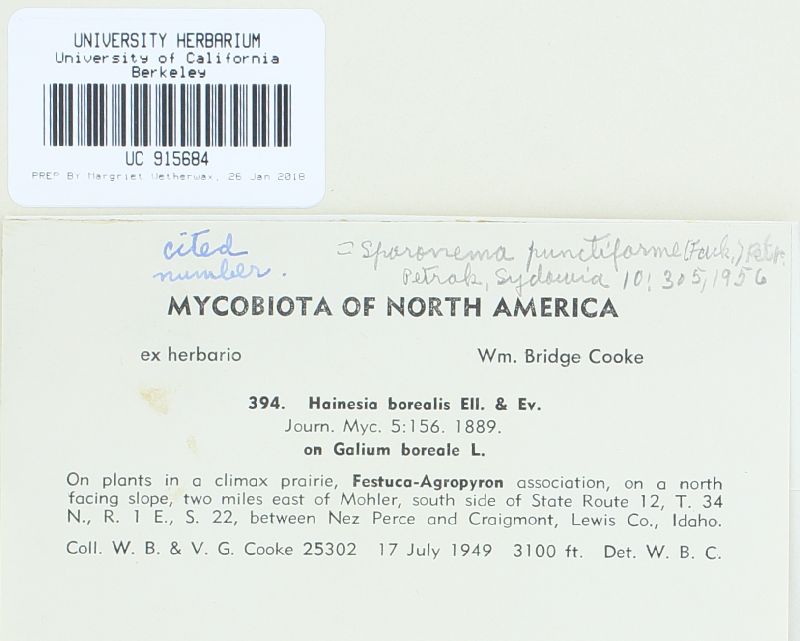 Hainesia borealis image
