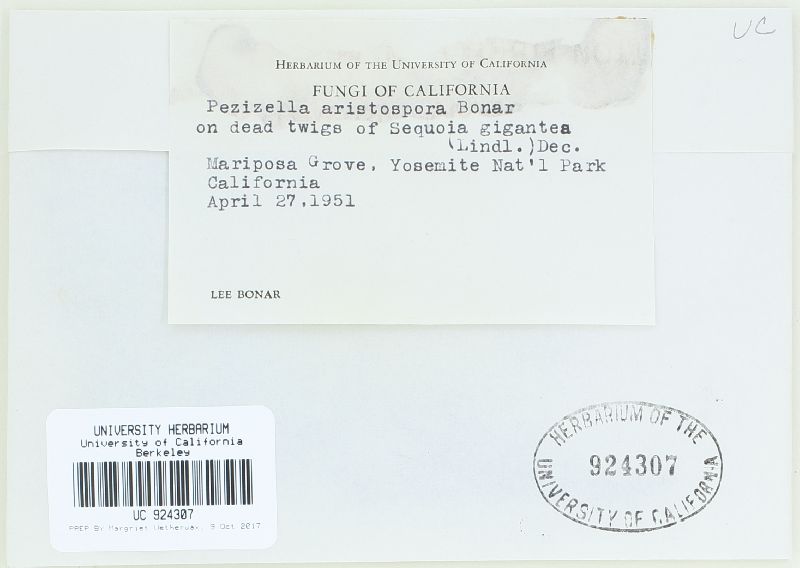 Ceratophacidium aristosporum image