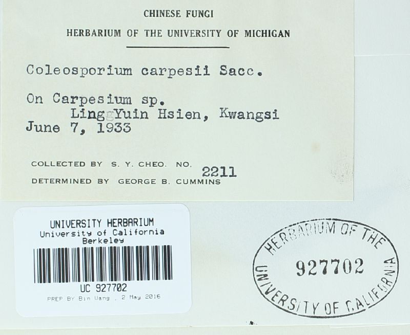 Coleosporium carpesii image