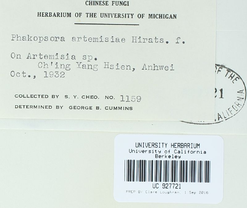 Phakopsora artemisiae image