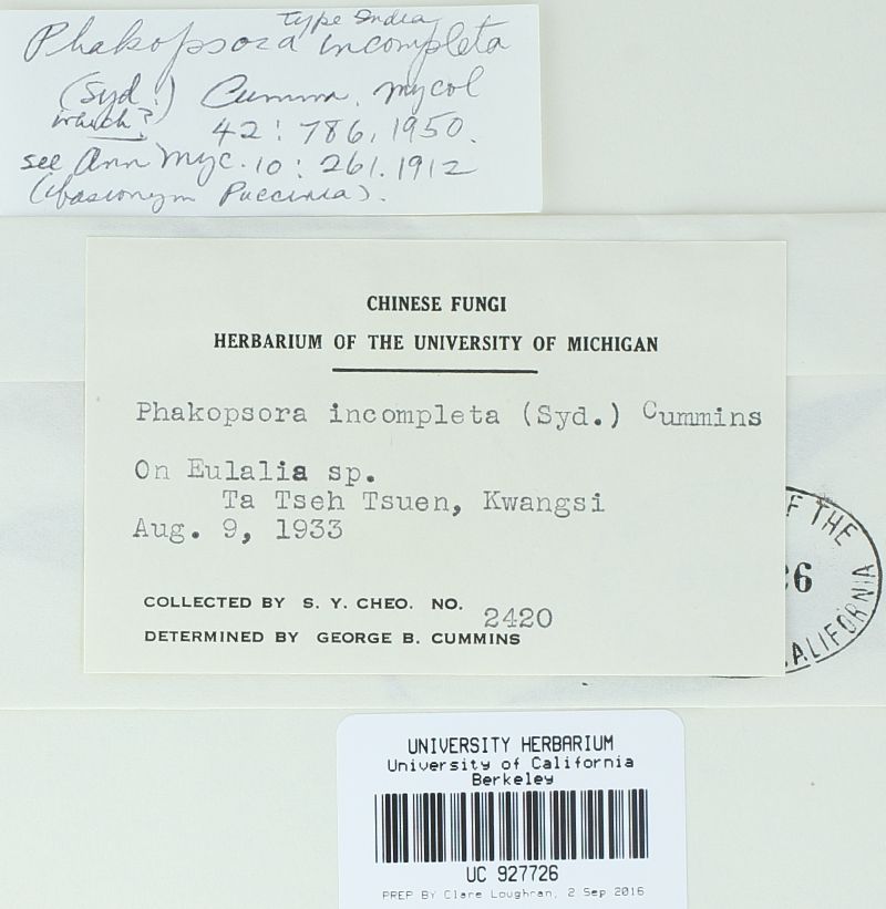 Phakopsora incompleta image