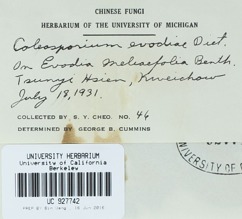 Coleosporium evodiae image