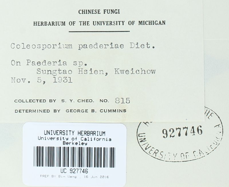 Coleosporium paederiae image