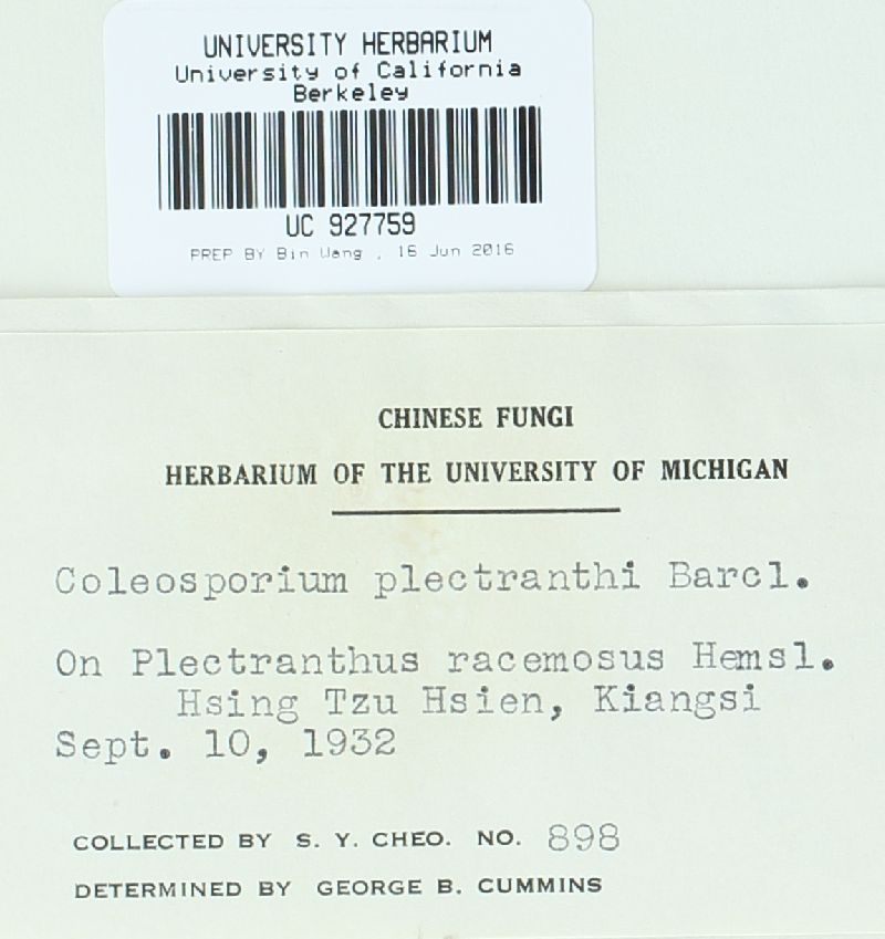 Coleosporium plectranthi image
