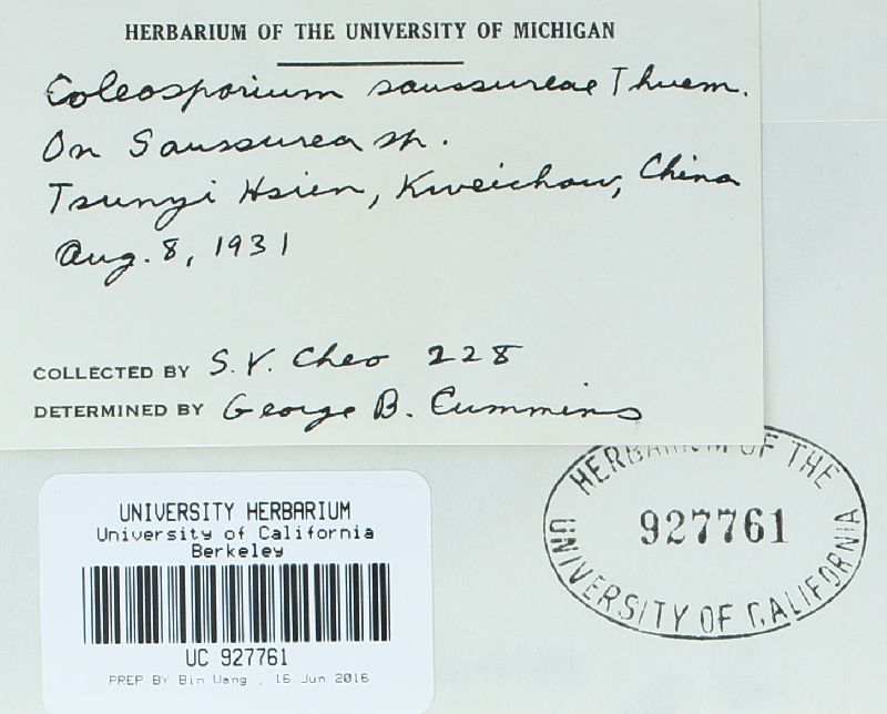 Coleosporium saussureae image