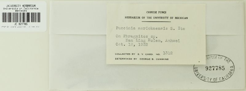 Puccinia moriokaensis image