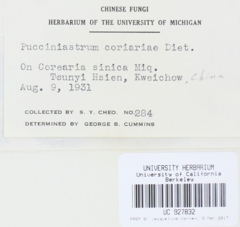 Pucciniastrum coriariae image